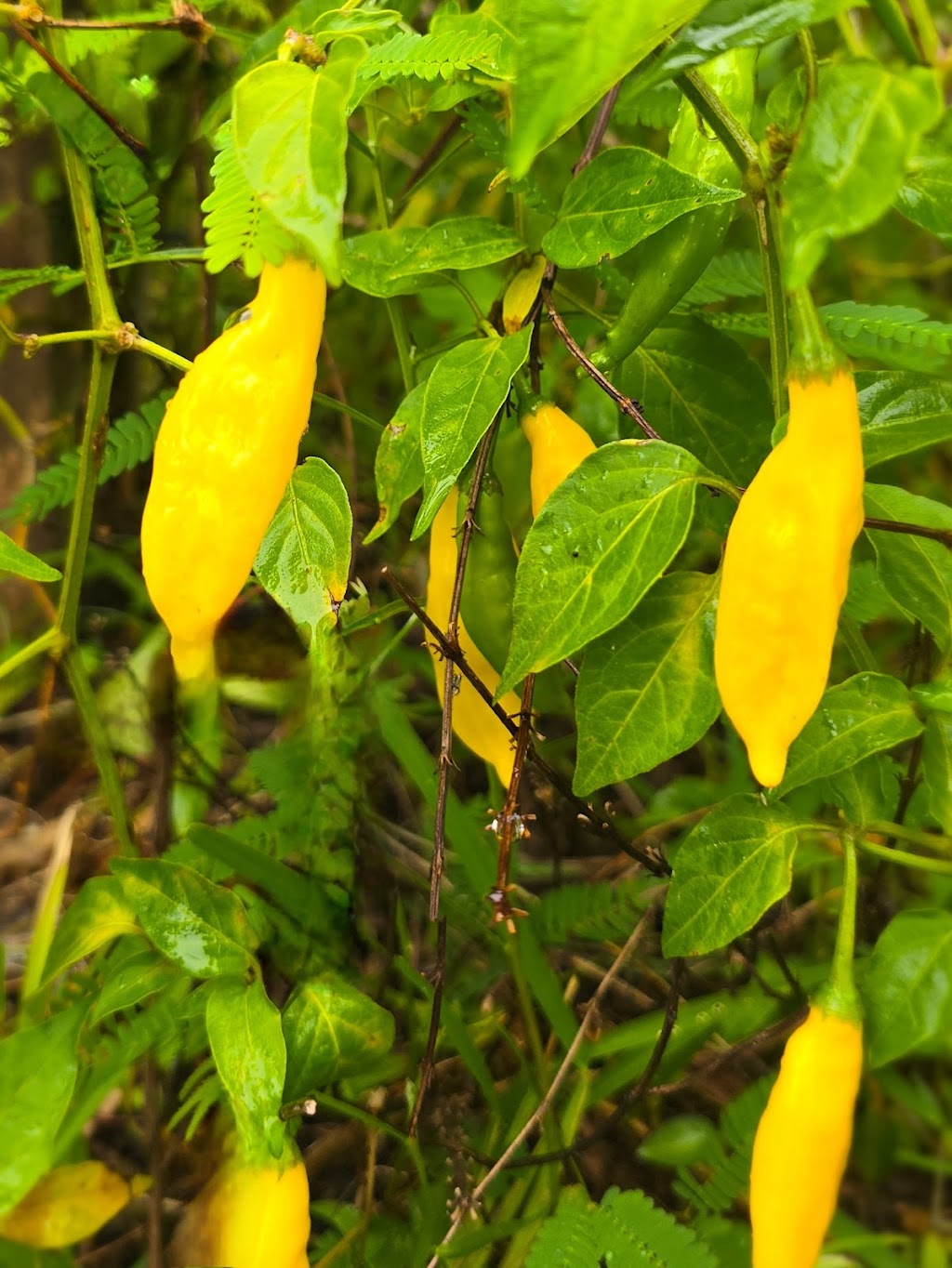 Byron Chilli Farm | 59A Kingsvale Rd, Myocum NSW 2481, Australia | Phone: 0418 192 565