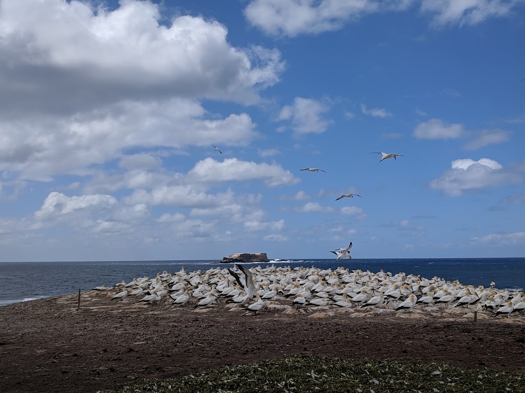 Point Danger Gannet Colony | tourist attraction | Portland VIC 3305, Australia | 1800035567 OR +61 1800 035 567