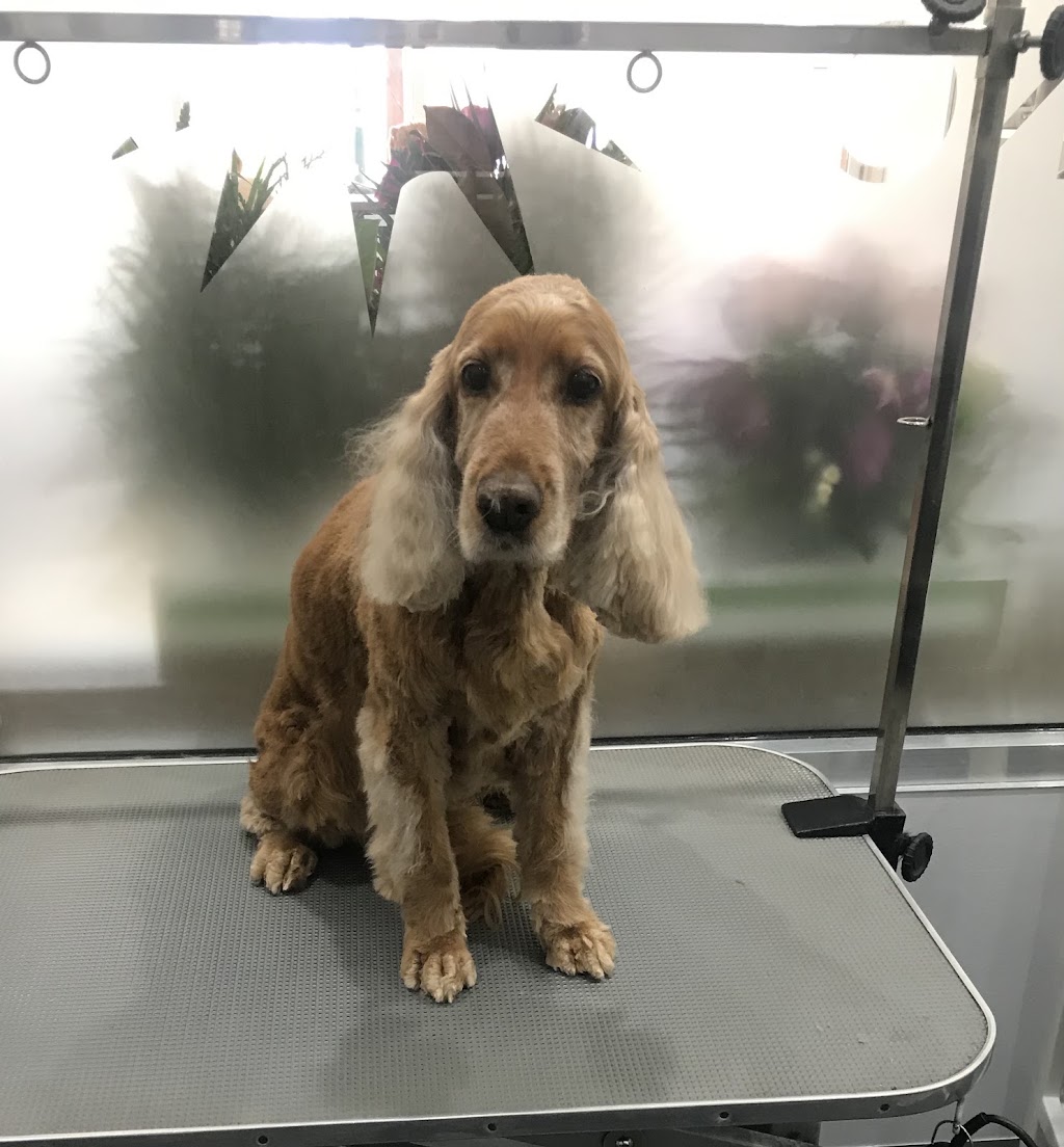 Canine Elegance | 2/110 James St, Templestowe VIC 3106, Australia | Phone: 0412 930 039