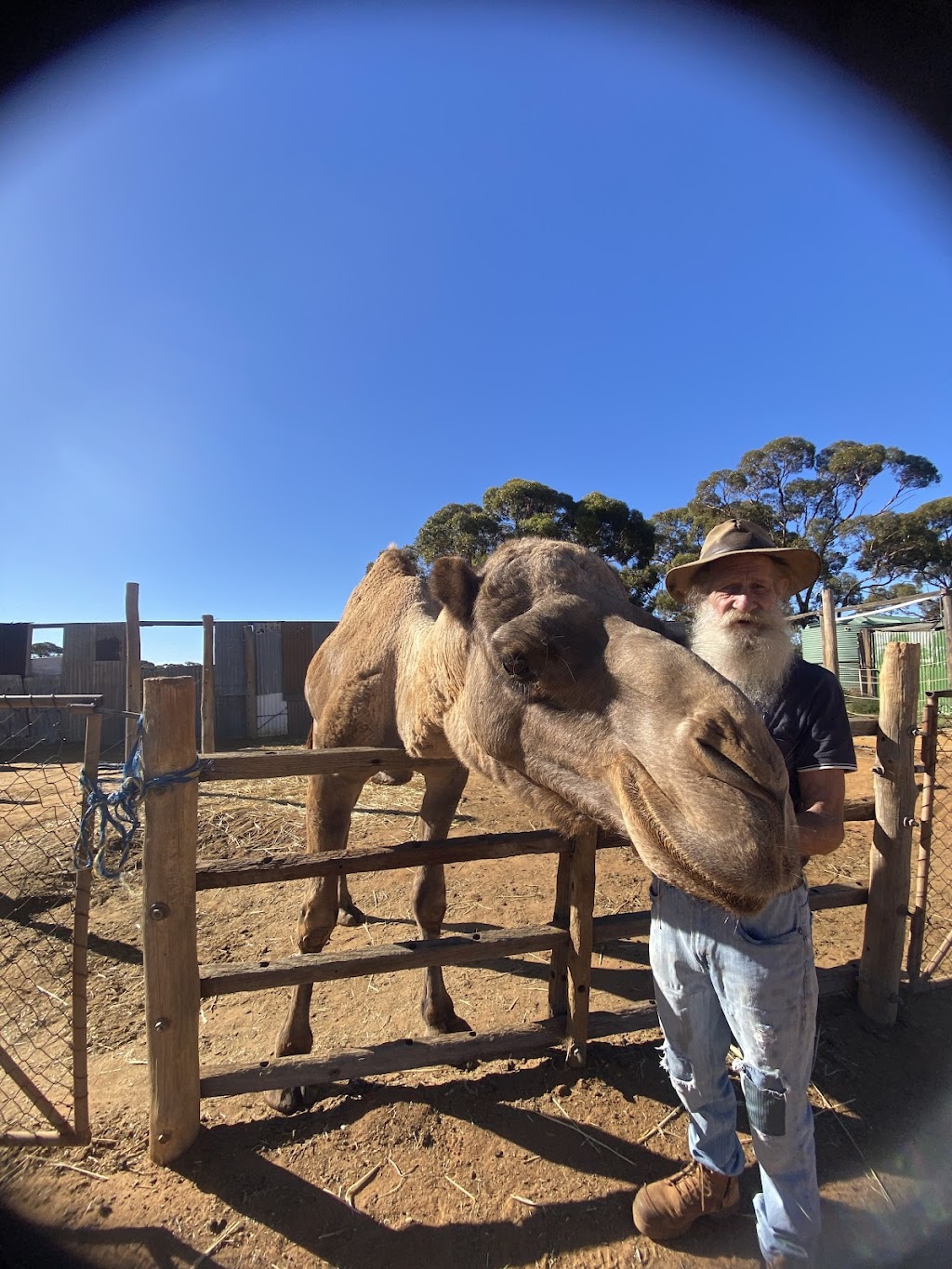 Coolgardie Camel Farm | 24RG+WP, Coolgardie WA 6429, Australia | Phone: (08) 9026 6159