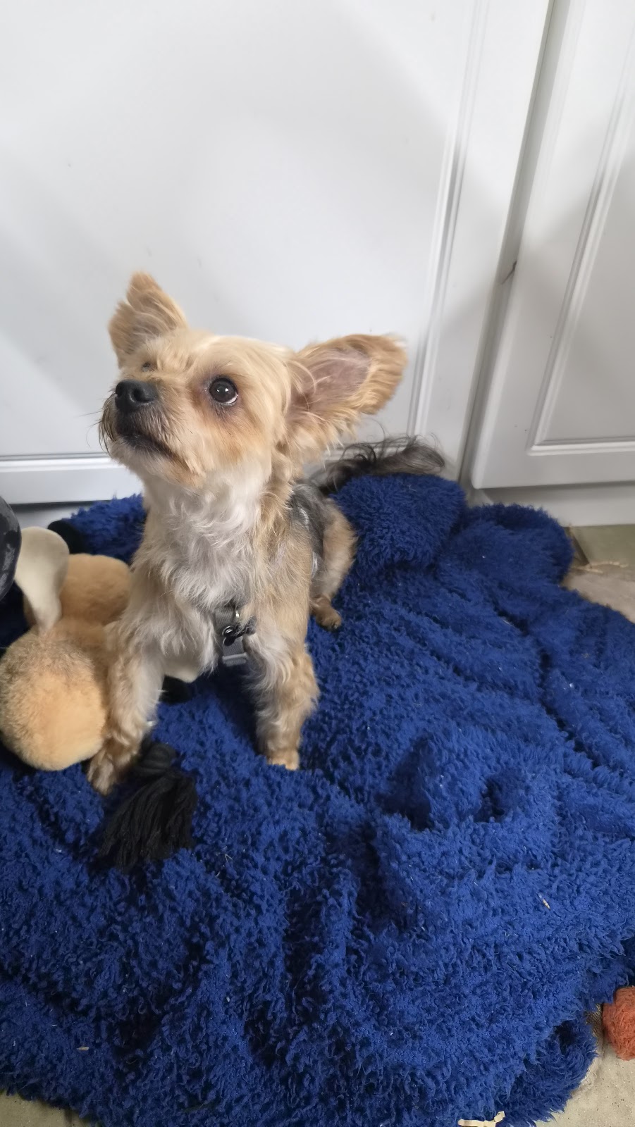 Tiny dog house grooming | Lovely Banks VIC 3213, Australia | Phone: 0432 609 963