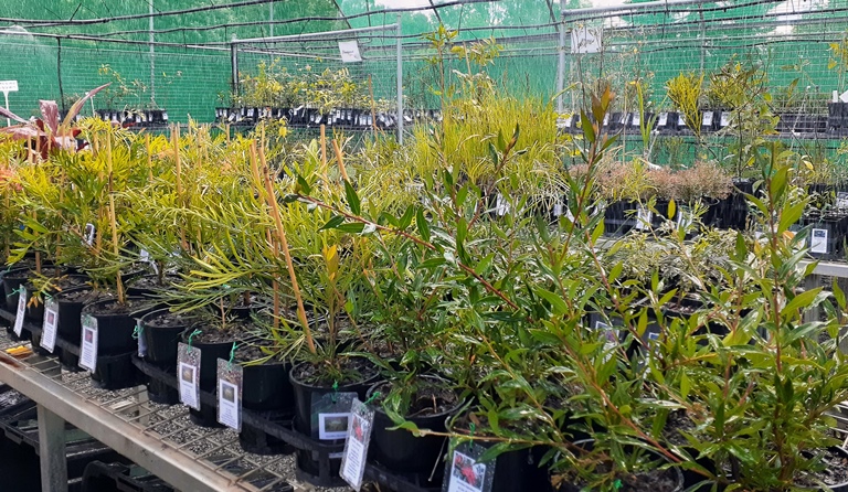 Peacehaven Native Nursery | 56 Kuhls Rd, Highfields QLD 4352, Australia | Phone: 0477 317 410