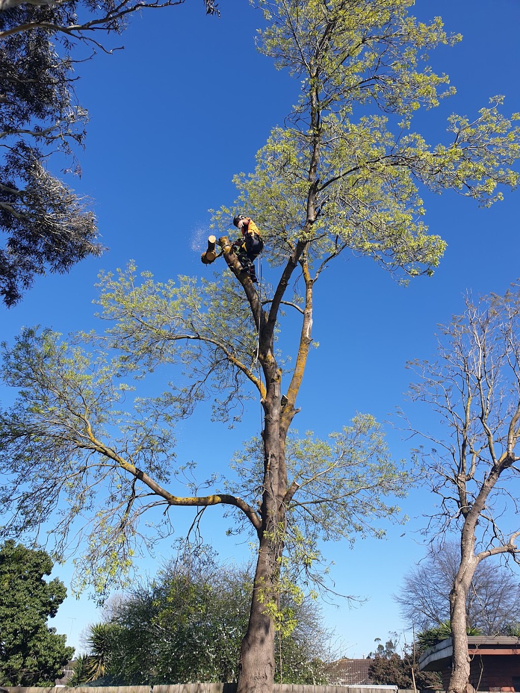 Robs Tree Service | 71 Boulton Cres, Tyers VIC 3844, Australia | Phone: 0419 519 454