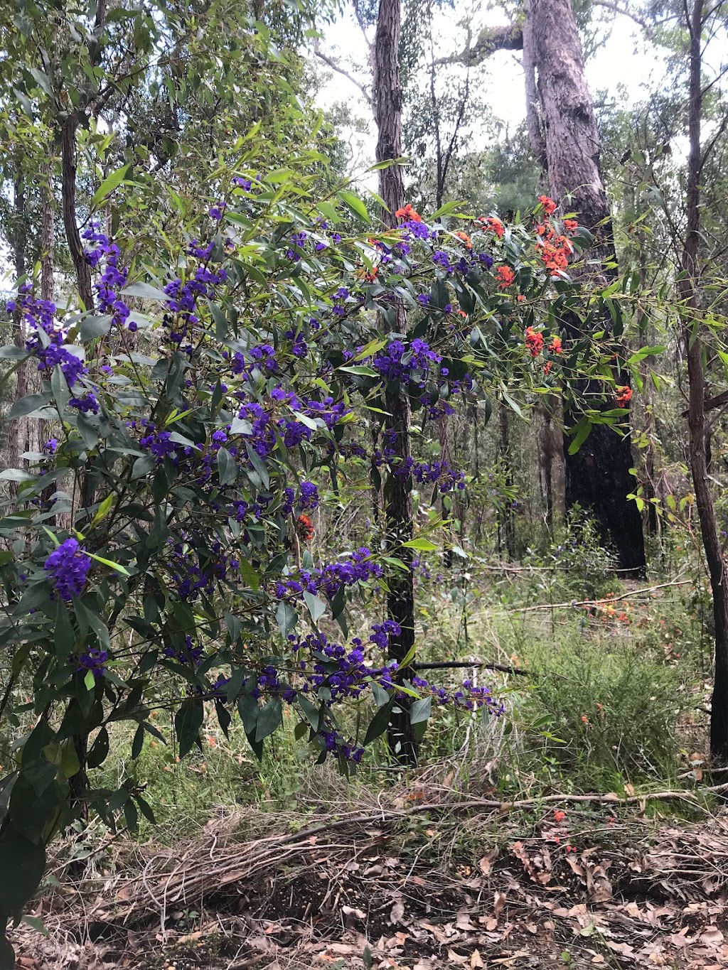 Understory Art & Nature Trail | Lot 178 Muirillup Rd, Northcliffe WA 6262, Australia | Phone: 0418 754 704