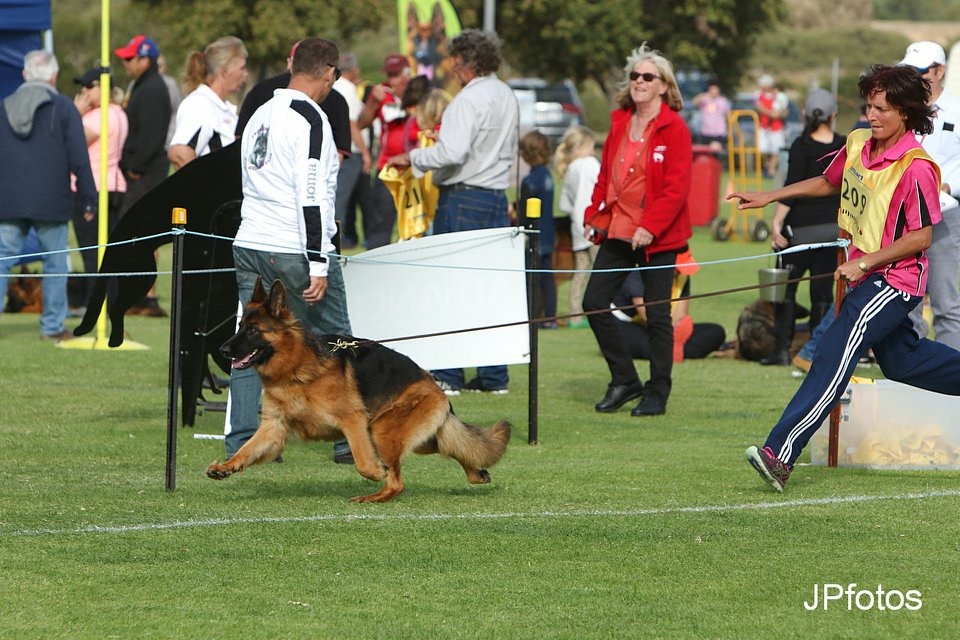 Kingvale German Shepherds | 431 Railway Parade, Balmoral NSW 2571, Australia | Phone: 0419 688 019