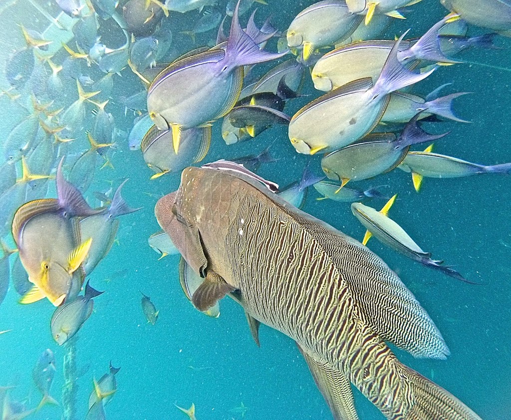 Underwater Camera Hire |  | Unit 1/254 Mandalay Rd, Mandalay QLD 4802, Australia | 0417928019 OR +61 417 928 019
