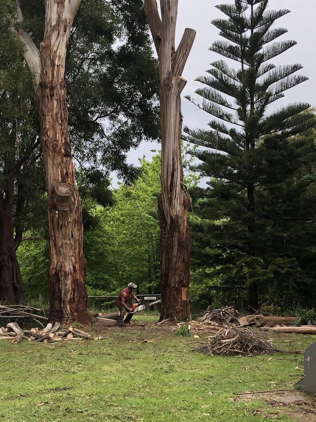 Coopers Trees | Main St, Gembrook VIC 3783, Australia | Phone: 0488 059 902