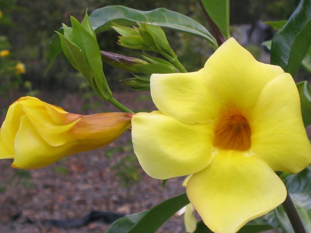 Weslor Flowers Plant Nursery |  | 474 Whelan Rd, Imbil QLD 4570, Australia | 0428832582 OR +61 428 832 582