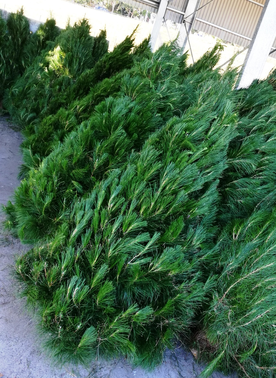 Adelaide Hills Christmas Trees |  | 820 Mount Barker Rd, Verdun SA 5245, Australia | 0439080280 OR +61 439 080 280