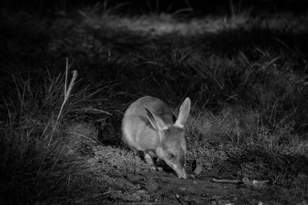 Barna Mia Nocturnal Wildlife Experience | Marri Rd, Williams WA 6391, Australia | Phone: (08) 9881 9200