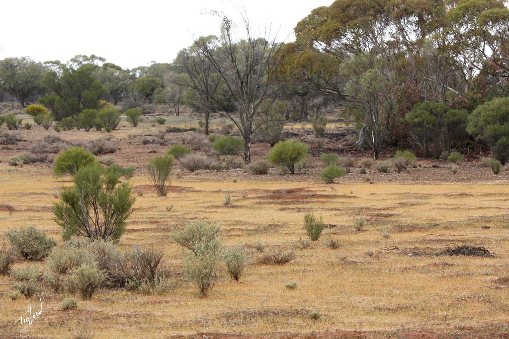 Brookfield Conservation Park | park | Blanchetown SA 5357, Australia