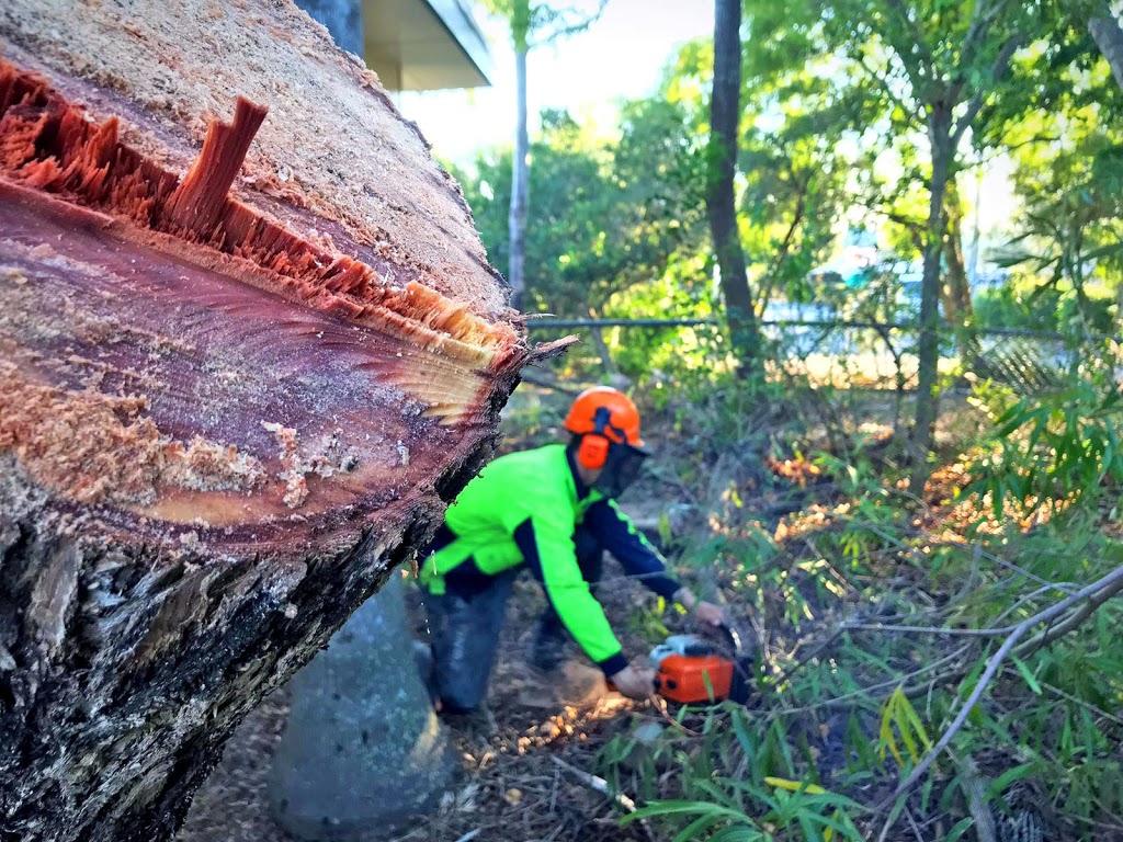 Eden Trees - Tree Removal Logan Brisbane - Arborist | 1322-1334 Chambers Flat Rd, Chambers Flat QLD 4133, Australia | Phone: (07) 5547 0934