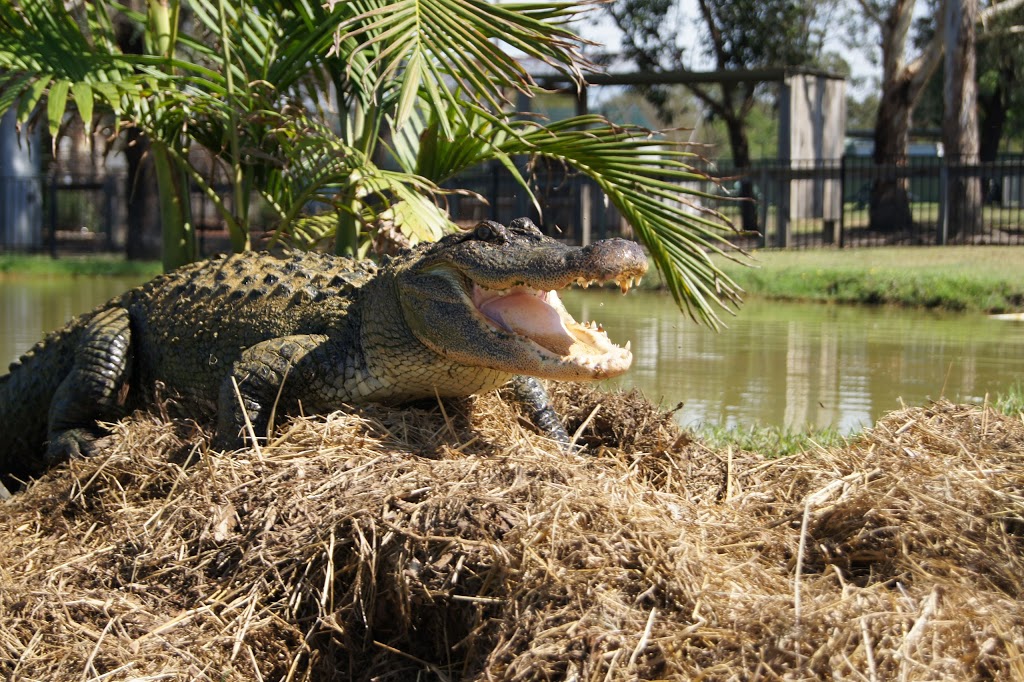 Hunter Valley Zoo | zoo | 138 Lomas Ln, Nulkaba NSW 2325, Australia | 0249907714 OR +61 2 4990 7714