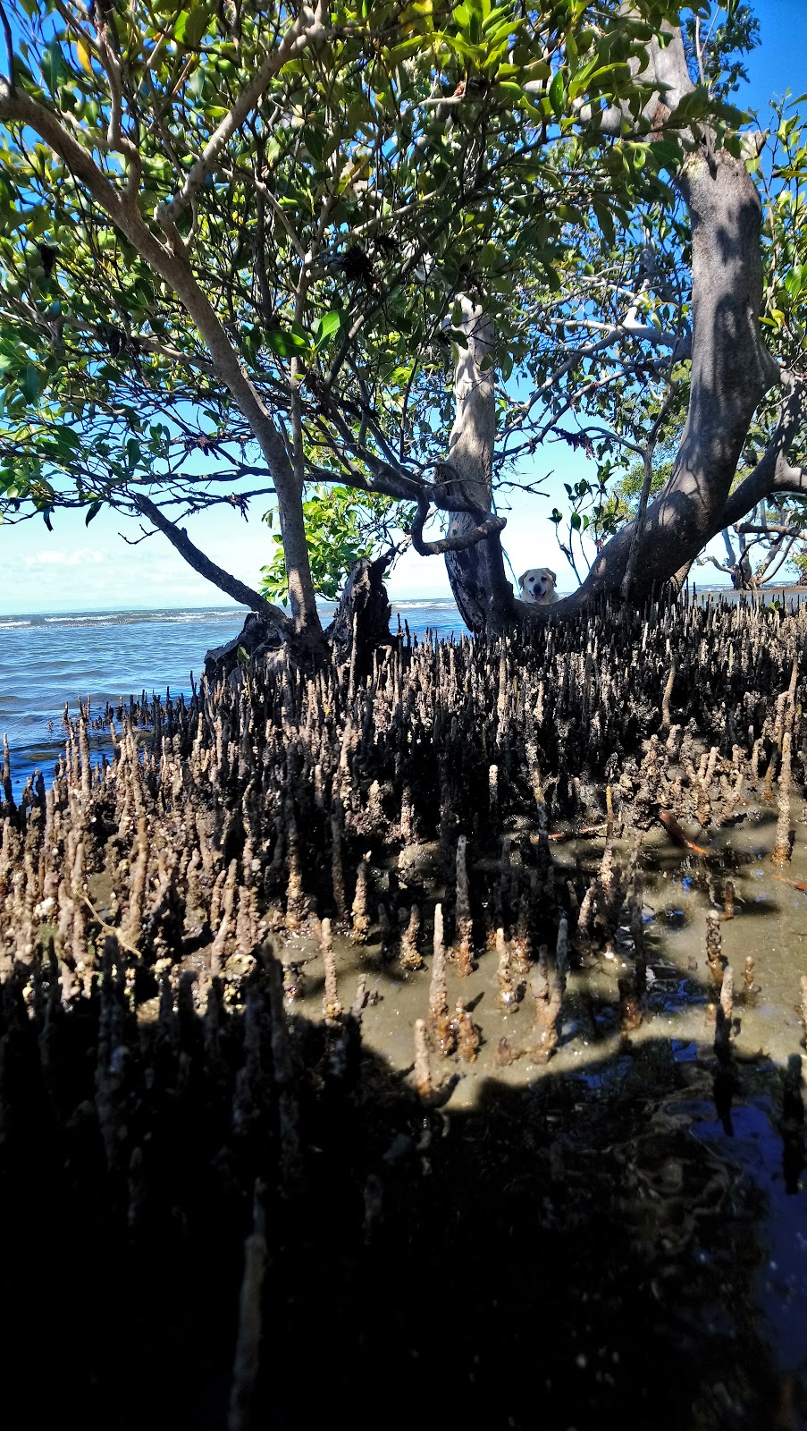 Nudgee Beach Environmental Education Centre | 1588 Nudgee Rd, Nudgee Beach QLD 4014, Australia | Phone: (07) 3267 7811