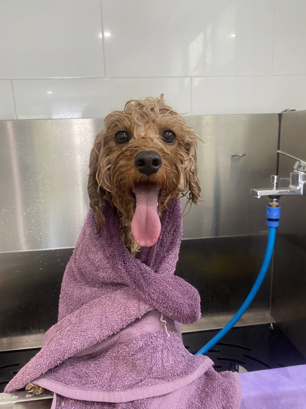 Suds N Pups | 10 Everett Pl, Annangrove NSW 2156, Australia | Phone: 0494 034 828