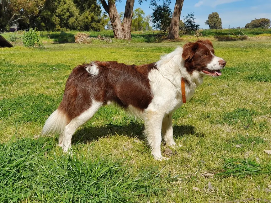 Rannoch View Border Collies | Blighty NSW 2713, Australia | Phone: 0417 288 149