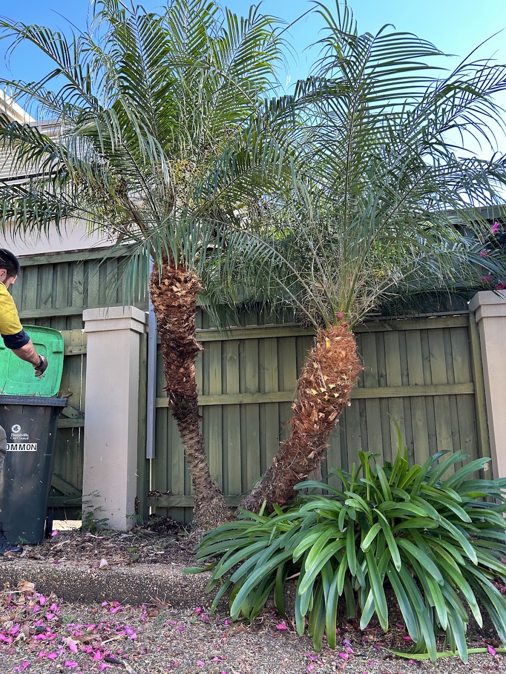 True Roots Trees & Landscapes | 5 Junction St, Mortdale NSW 2223, Australia | Phone: 0422 023 242
