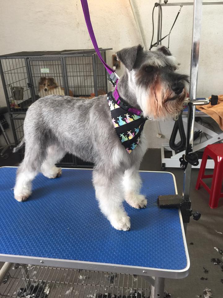 Seymour Dog Grooming | 5 Edward St, Seymour VIC 3660, Australia | Phone: 0407 388 103