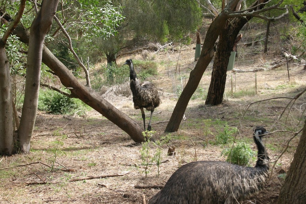 Tower Hill Wildlife Reserve | park | 105 Lake View Rd, Tower Hill VIC 3283, Australia | 0355659202 OR +61 3 5565 9202