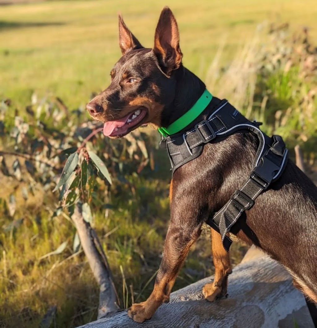 Drovers Dog and Co | 20 Ridgeview Ln, Wambrook NSW 2630, Australia | Phone: 0421 519 084