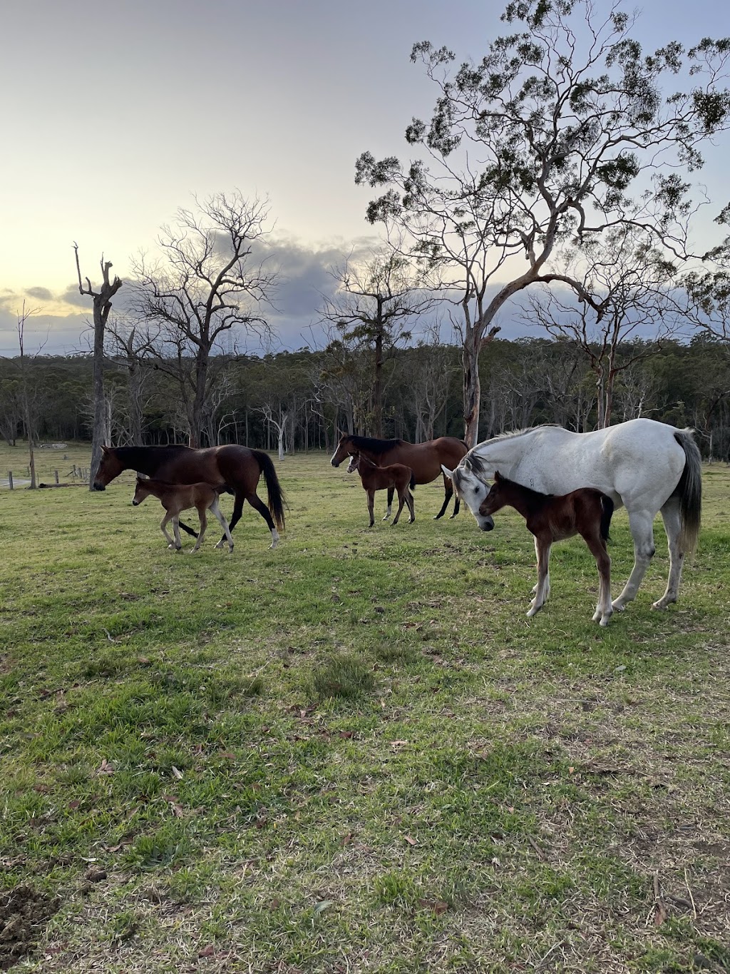 BBB LODGE | 85 Mount Faulk Rd, Cooranbong NSW 2265, Australia | Phone: 0468 455 483