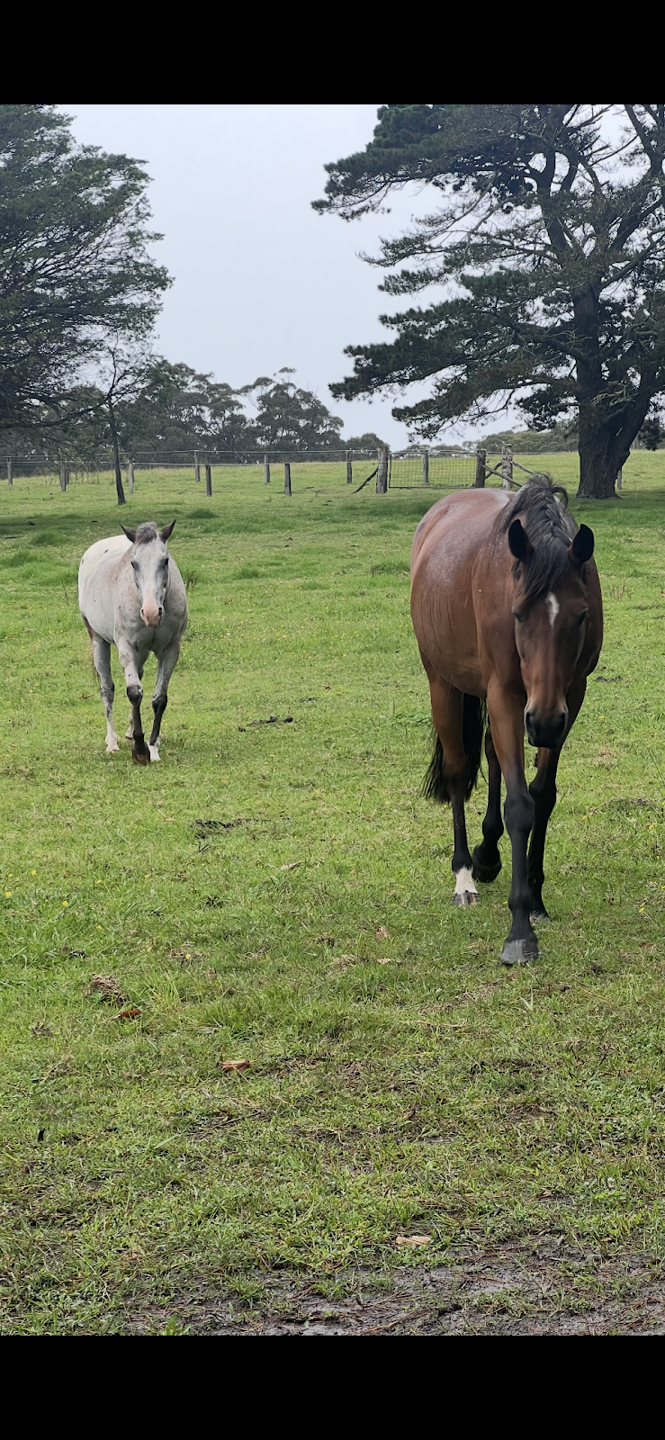 Fellowdale Farm | 62 Hayman Rd, Bundanoon NSW 2578, Australia | Phone: 0412 253 846