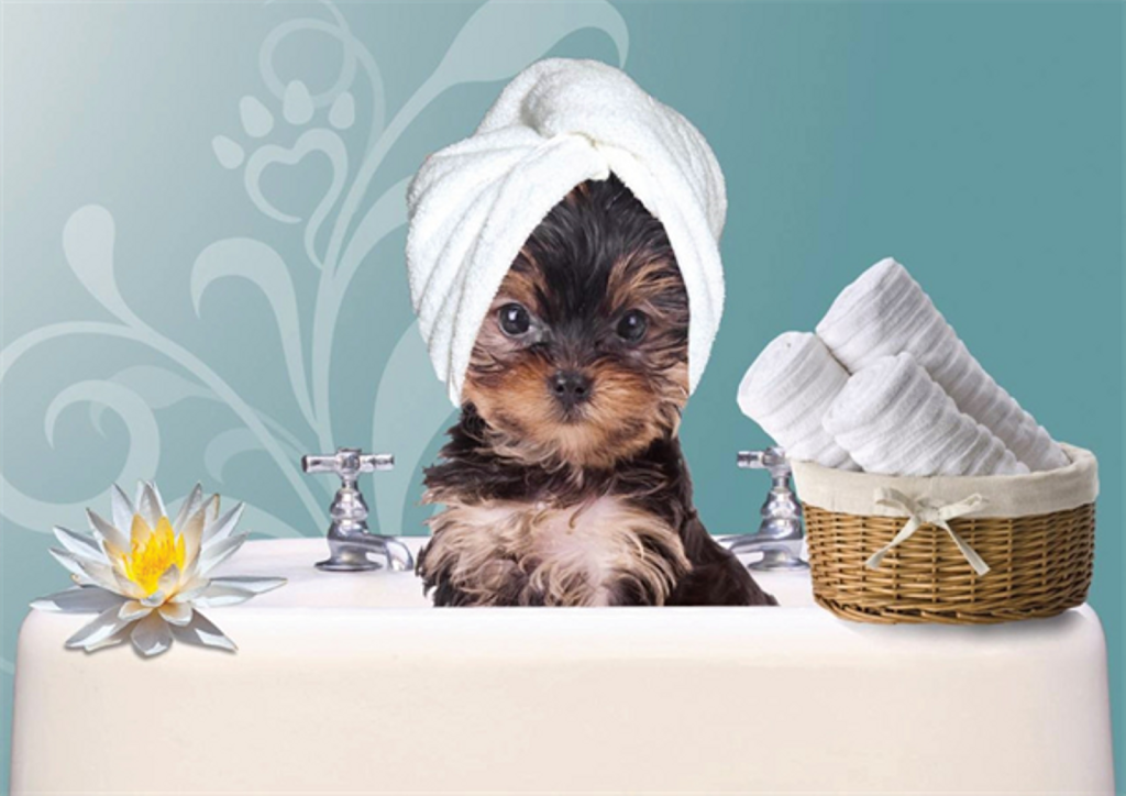 Salty Paws Burleigh | 3 Coleto Cres, Burleigh Waters QLD 4220, Australia | Phone: 0402 192 773