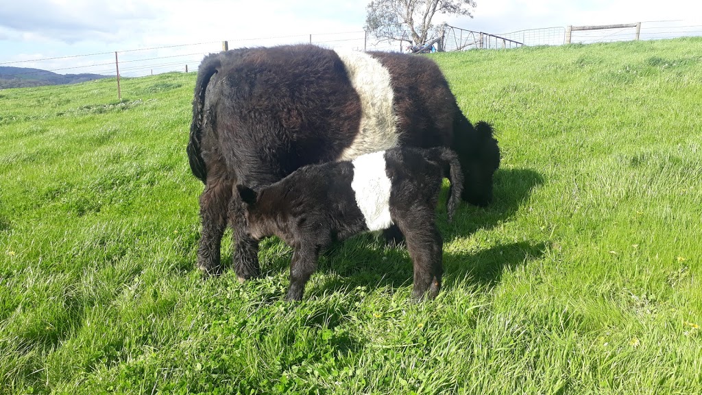 Silvan Park Belted Galloways | food | 5 Wilhelmina Falls Rd, Murrindindi VIC 3717, Australia | 0488379675 OR +61 488 379 675