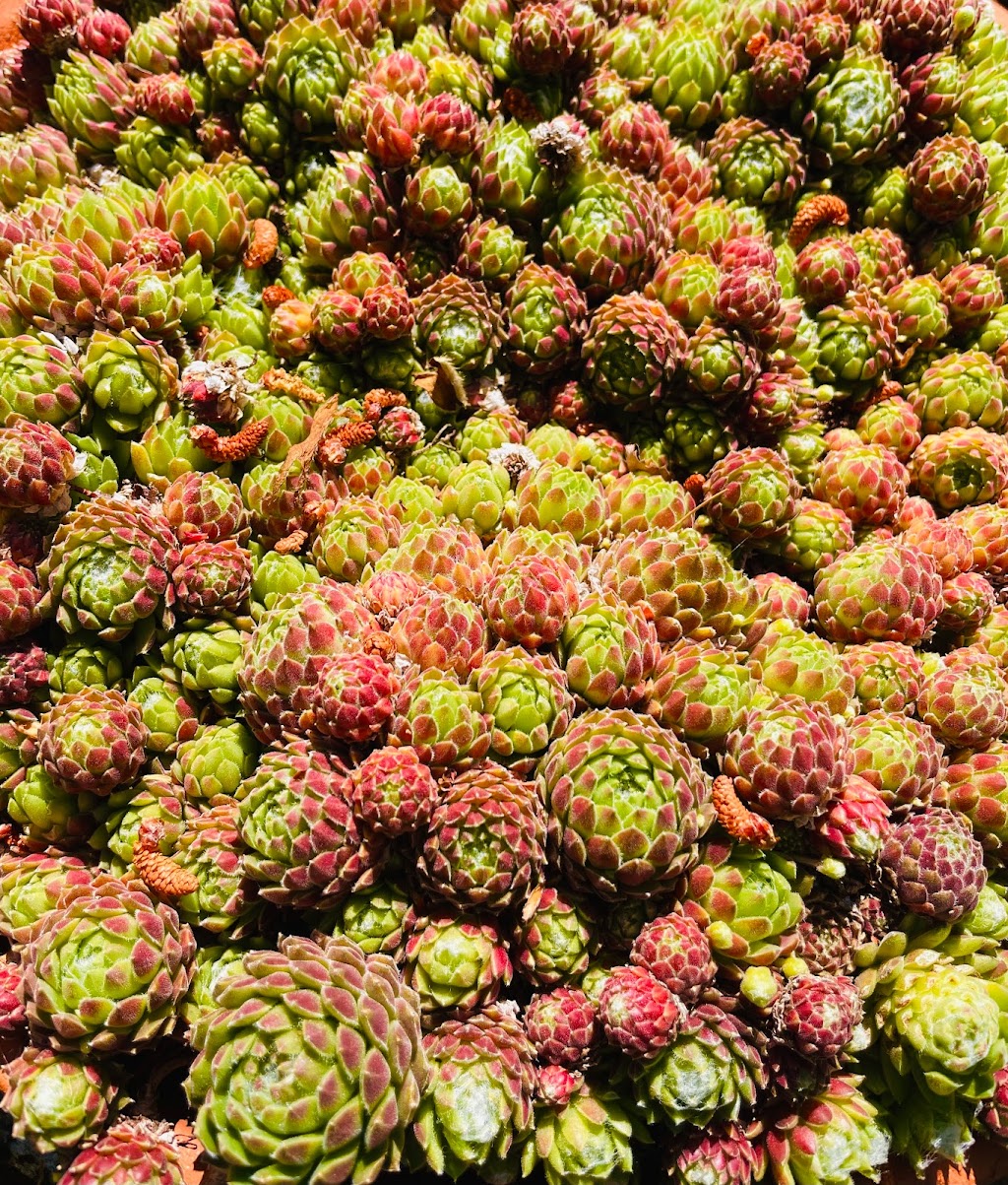 The Succulent Emporium Australia | 41 Lieutenant St, Jordan Springs NSW 2747, Australia | Phone: 0410 886 031