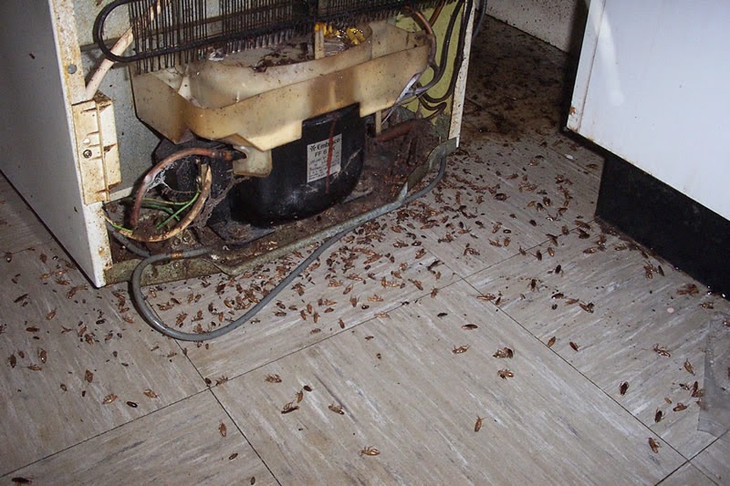 Bugah Pest Control - Commercial & Residential Termite, Flea & Pe | home goods store | 12 Kitty Pl, Watanobbi NSW 2259, Australia | 0452413332 OR +61 452 413 332