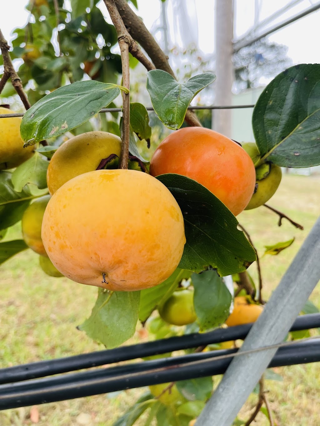 Sanctuary Organic Farm | 140 Niclins Rd, Mangrove Mountain NSW 2250, Australia | Phone: 0478 471 919