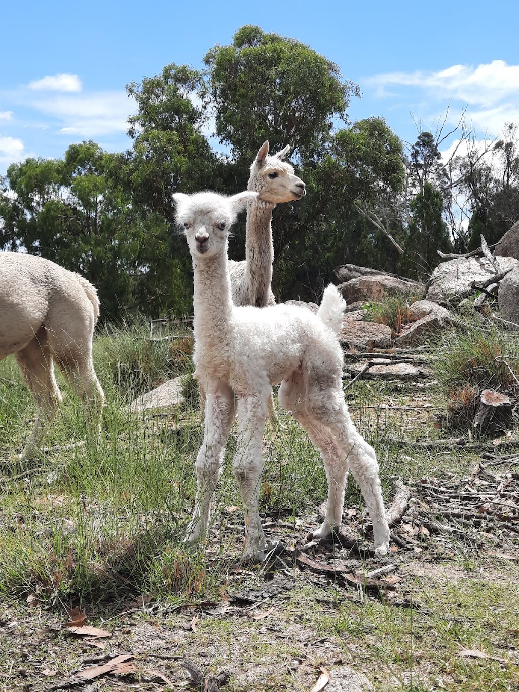 The Ginyard | 1747 Eukey Rd, Eukey QLD 4380, Australia | Phone: 0403 538 271 The Ginyard | 1747 Eukey Rd, Eukey QLD 4380, Australia | Phone: 0403 538 271