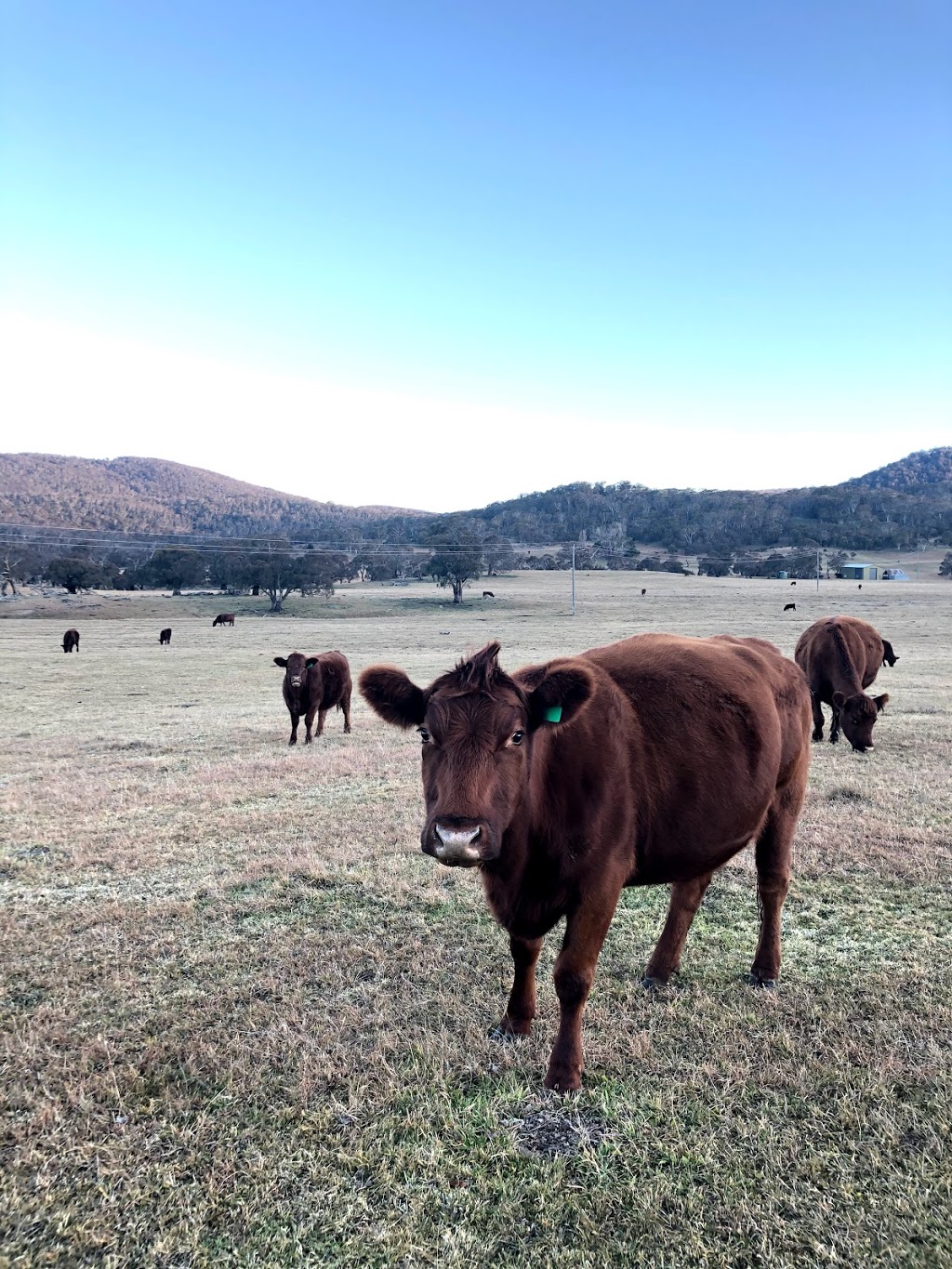 Tinkersfield | 1 Post Office Ln, Crackenback NSW 2627, Australia | Phone: (02) 6456 2088