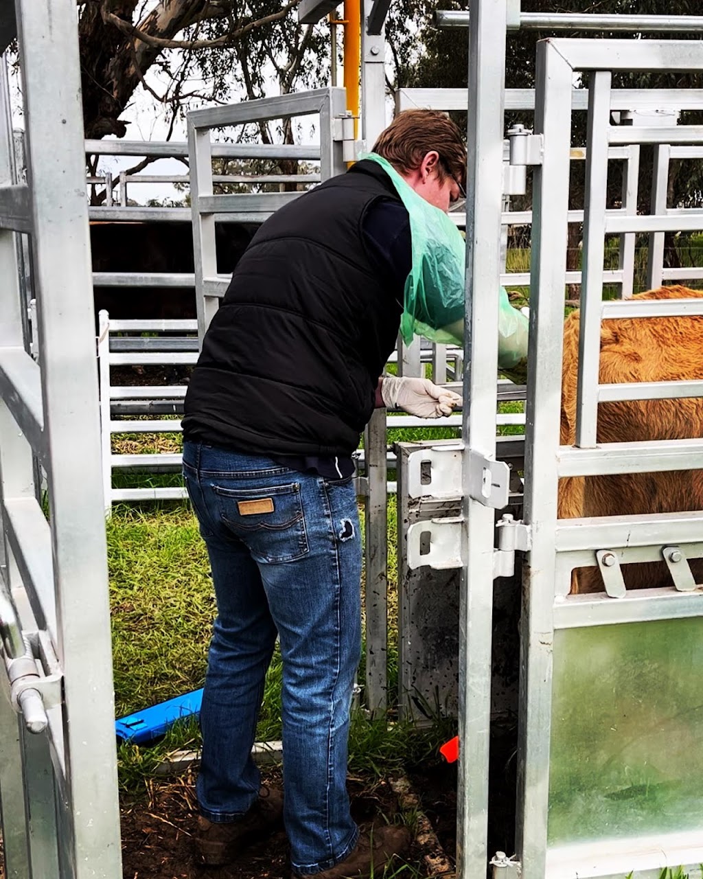 Prime Livestock Veterinary Services | 2 Parwanoff St, Mansfield VIC 3722, Australia | Phone: 0447 496 428