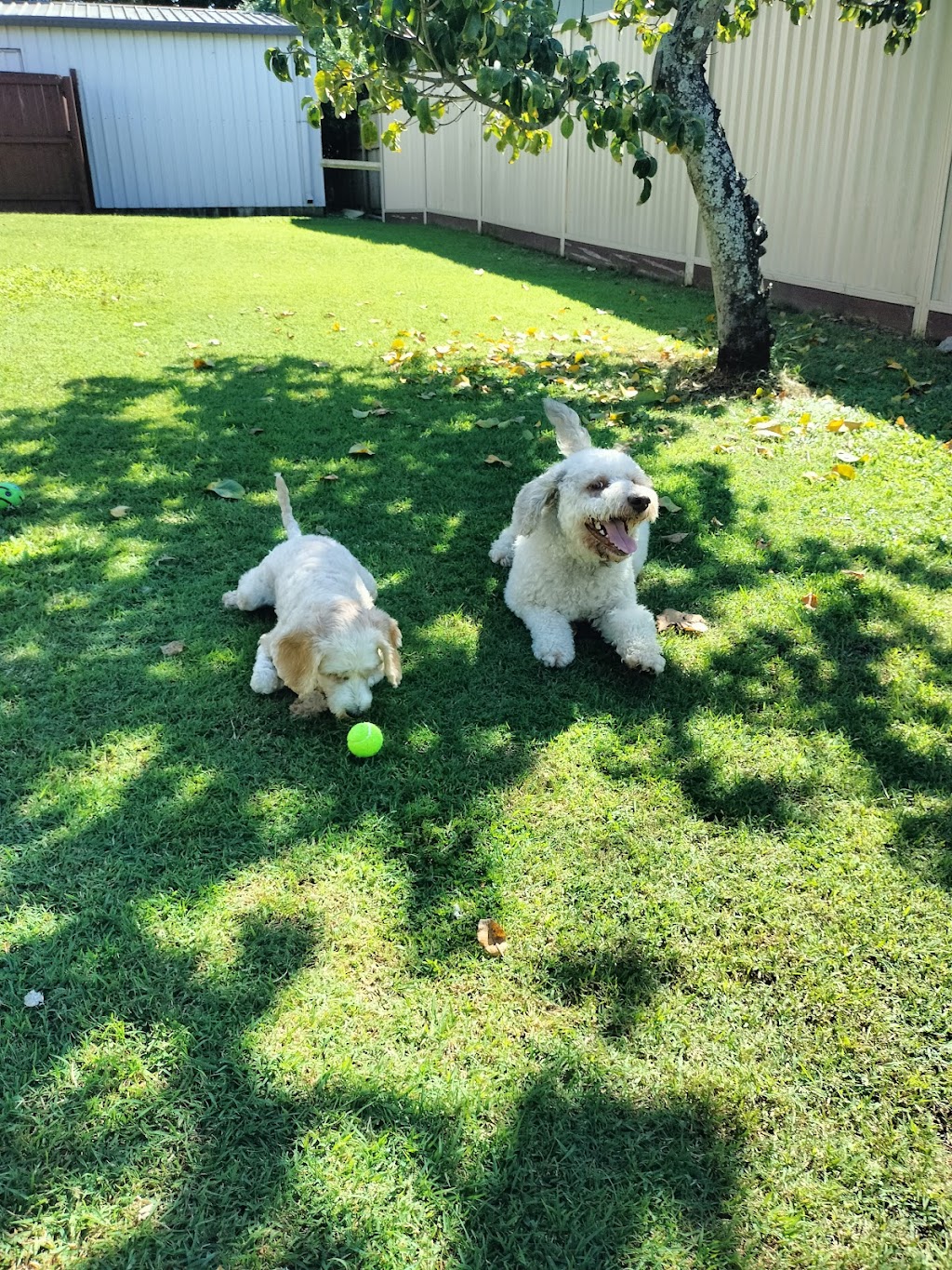 Little dog sitting Home away from home | Woogaroo St, Goodna QLD 4300, Australia | Phone: 0428 992 240