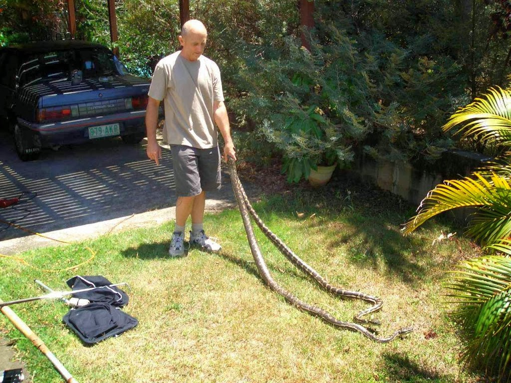 Snake Removals | home goods store | 18 Cossins Rd, North Maleny QLD 4552, Australia | 0417616208 OR +61 417 616 208