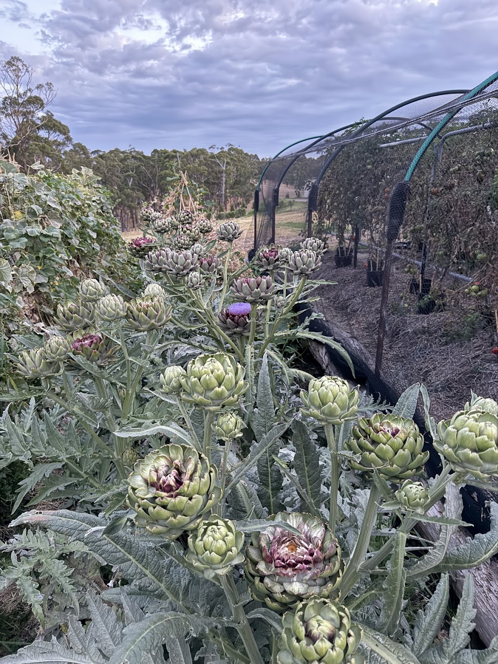 OrKID Mix | 295 Woodleigh-st Helier Rd, The Gurdies VIC 3984, Australia | Phone: 0449 992 236