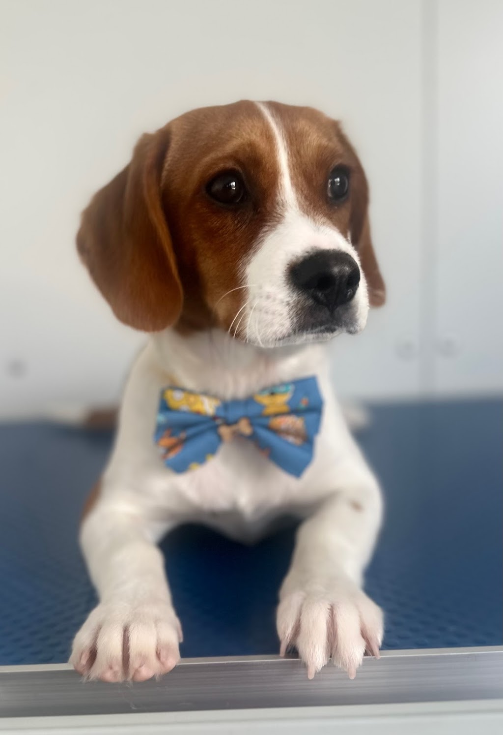 Paw and Order Dog Grooming Studio | 81 Sturt St, Mulwala NSW 2647, Australia | Phone: 0438 788 845 Paw and Order Dog Grooming Studio | 81 Sturt St, Mulwala NSW 2647, Australia | Phone: 0438 788 845