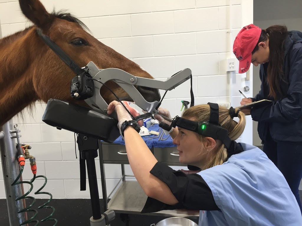 Dental Vet - Dr Kirsten Jackson | veterinary care | 440 Nicholson Rd, Forrestdale WA 6112, Australia | 0439956368 OR +61 439 956 368