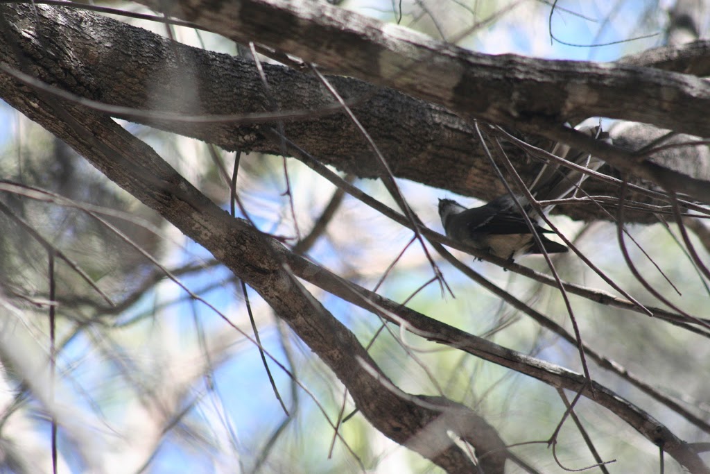 Banksia Track Trail Head | park | 36 Acacia St, Woodgate QLD 4660, Australia