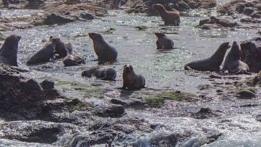 Seal Rocks | park | Victoria, Australia