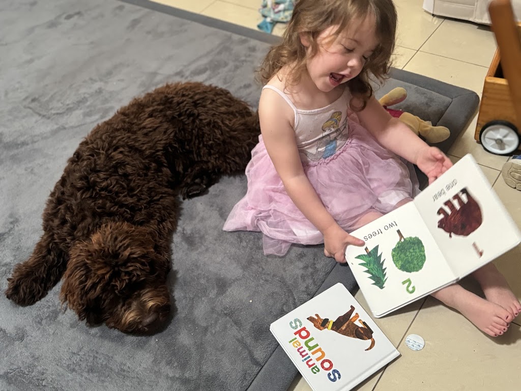 Scawoo Australian Cobberdogs | 6 Wren Ct, Regency Downs QLD 4341, Australia | Phone: 0490 785 514