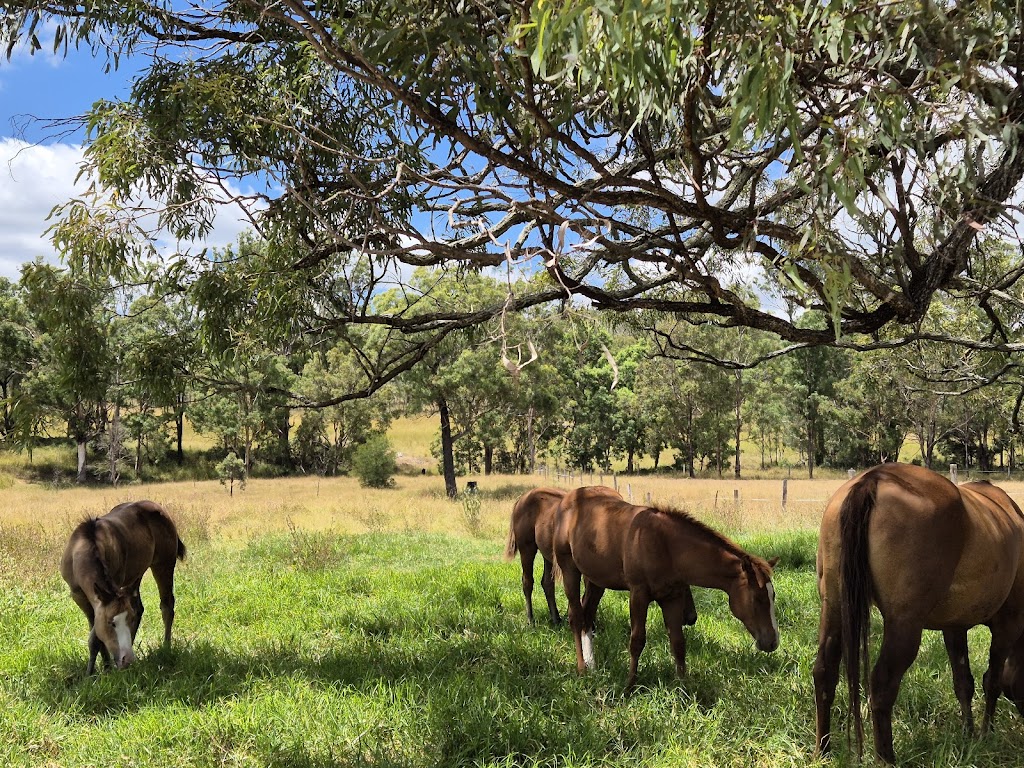 FHT Equine | 26 McNairn Rd, Crows Nest QLD 4355, Australia | Phone: 0402 581 423