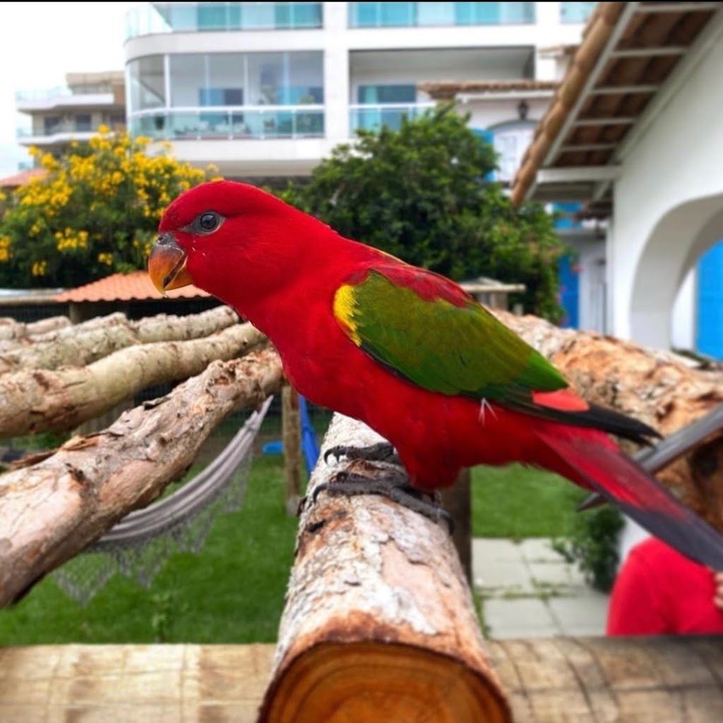 Shellyparrots | 1a Antwerp Ave, Edmondson Park NSW 2174, Australia | Phone: 0433 215 456
