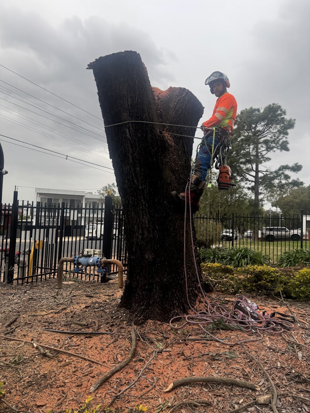 Above All Tree Services | 67 Achilles Rd, Engadine NSW 2233, Australia | Phone: 0412 708 072