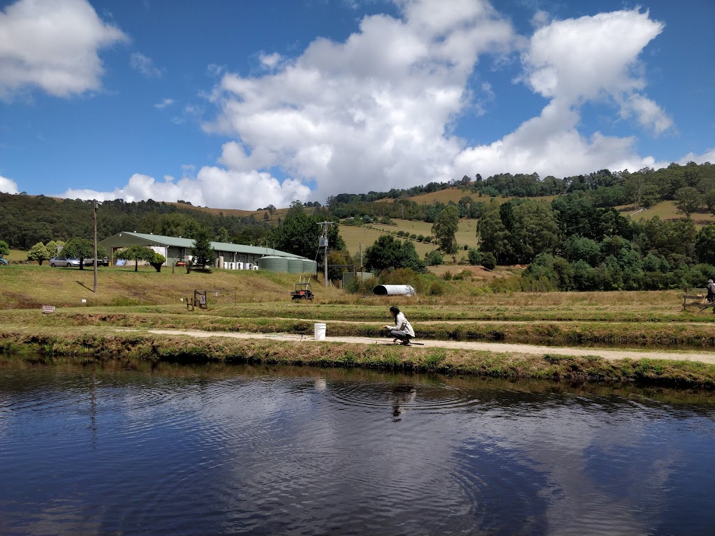 Alpine Trout Farm | 115 Mt Baw Baw Tourist Rd, Piedmont VIC 3833, Australia | Phone: (03) 5628 9584