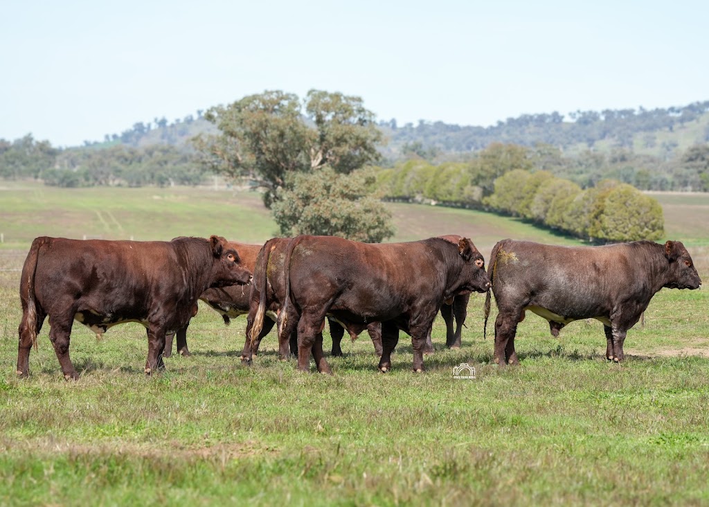 Oakton Shorthorns | 102 Sutherland Rd, Burrumbuttock NSW 2642, Australia | Phone: 0427 401 332