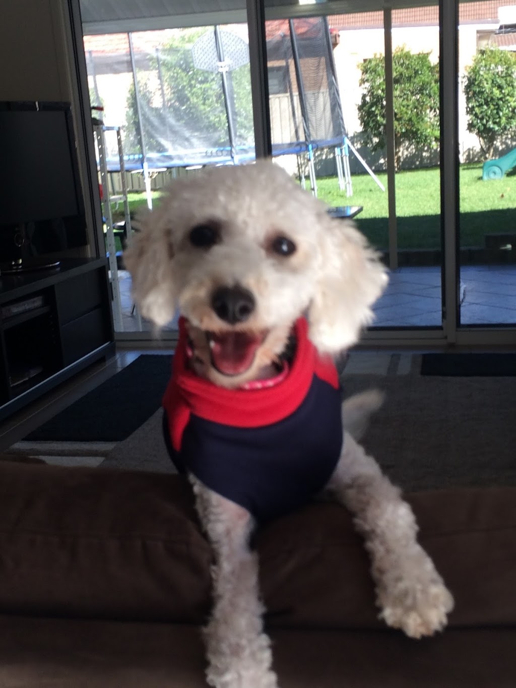 Small Dog Sitter |  | 338 President Ave, Gymea NSW 2227, Australia | 0408787243 OR +61 408 787 243
