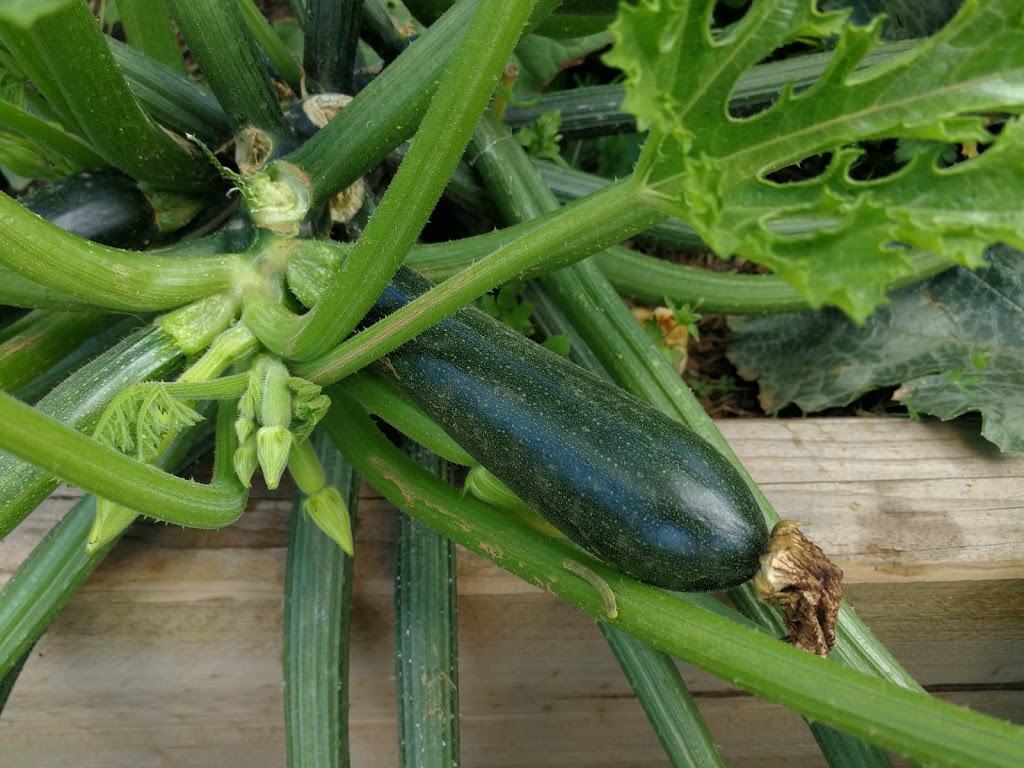 Willsmere Station Community Garden | Outer Cir Rail Trail, Kew East VIC 3102, Australia