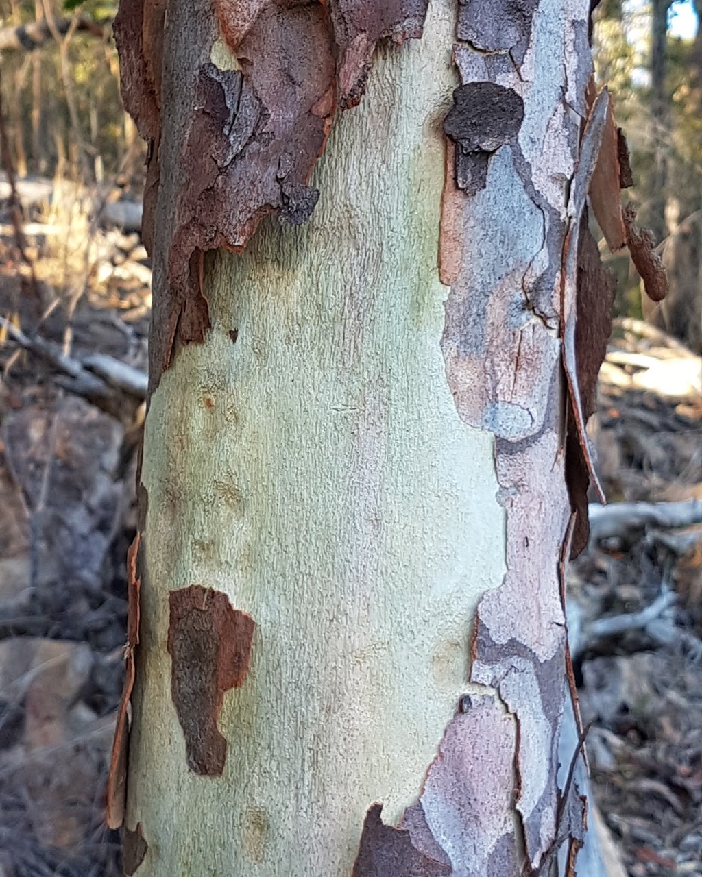 Skullies Mountain Nature Reserve | 74 Boyle Rd, Moogerah QLD 4309, Australia | Phone: 0407 001 590